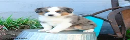Miniature Australian Shepherd dogs for sale: Johnny - Ad 3
