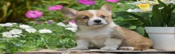 Welsh Corgi Pembroke dogs for sale: Cyrus - Ad 4
