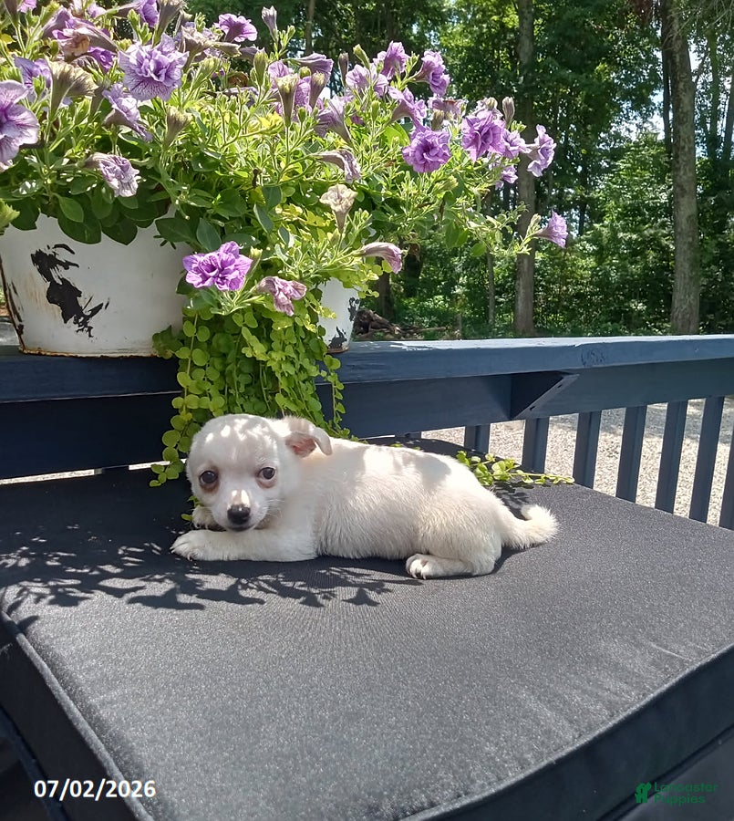 Chihuahua dogs White Chocolate - Ad 1