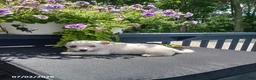 Chihuahua dogs for sale: White Chocolate - Ad 1