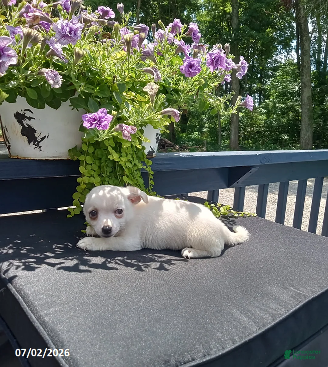 Chihuahua dogs for sale: White Chocolate - Ad 1