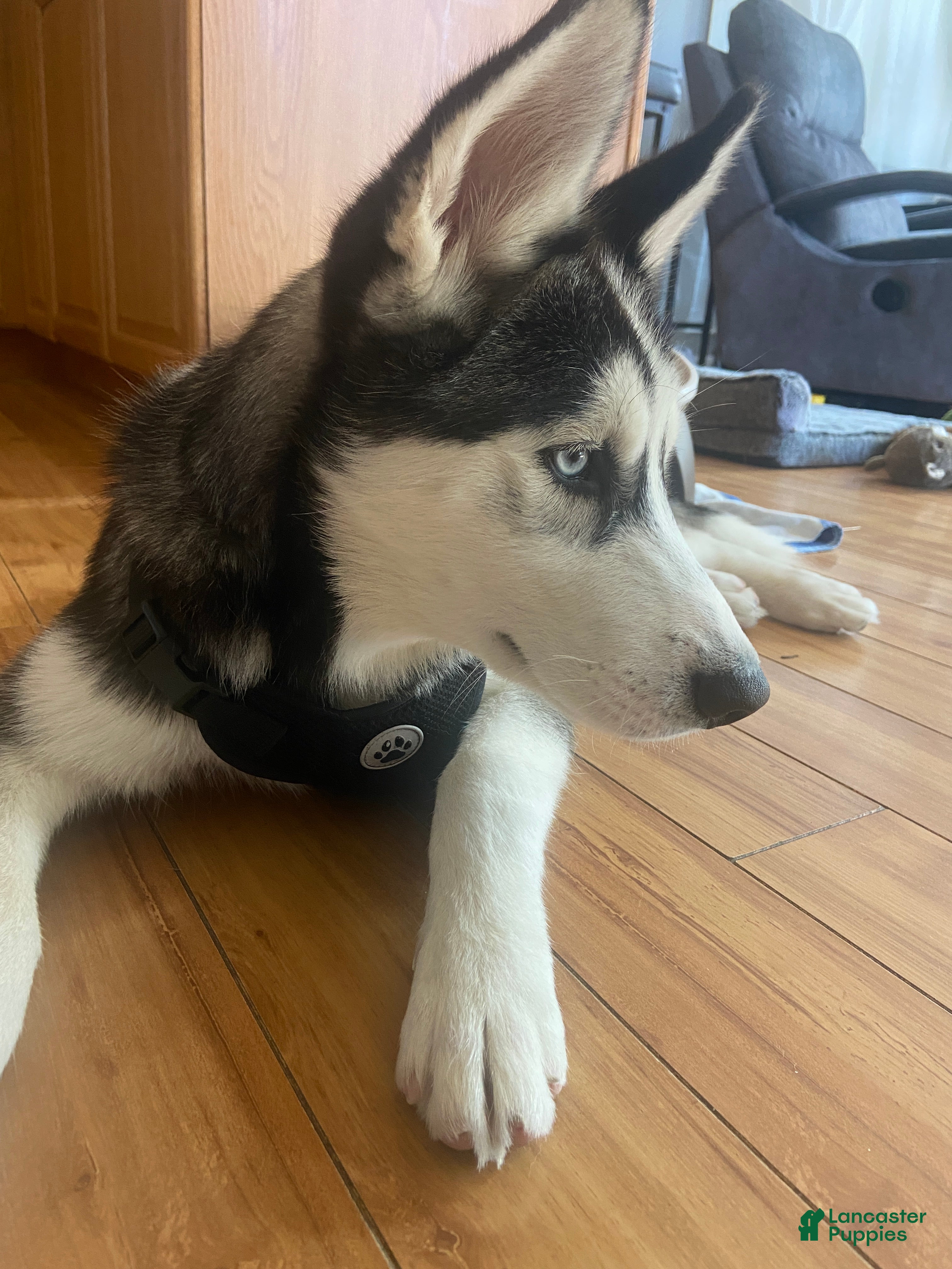 Siberian Husky dogs Blue Siberian Husky - Ad 21