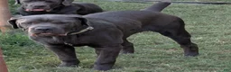 Cane Corso dogs for sale: Green  - Ad 2