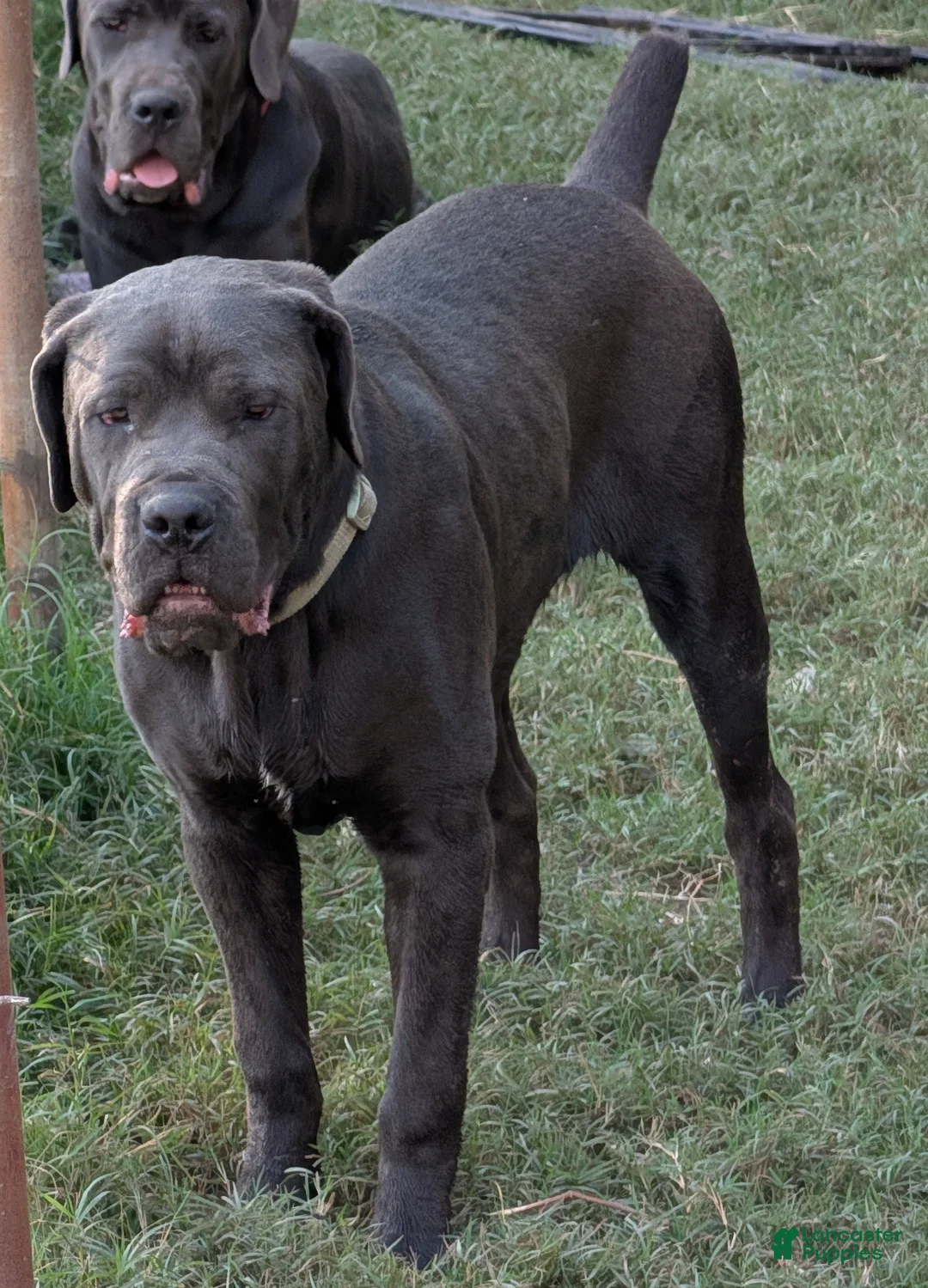 Cane Corso dogs for sale: Green  - Ad 2