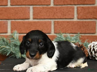 Miniature Dachshund dogs Oreo - Ad 32