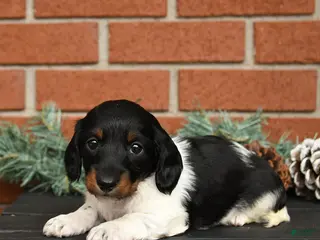Miniature Dachshund dogs Oreo - Ad 42
