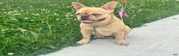 French Bulldog dogs for sale: 6 month old Fawn French Bulldog - Ad 3