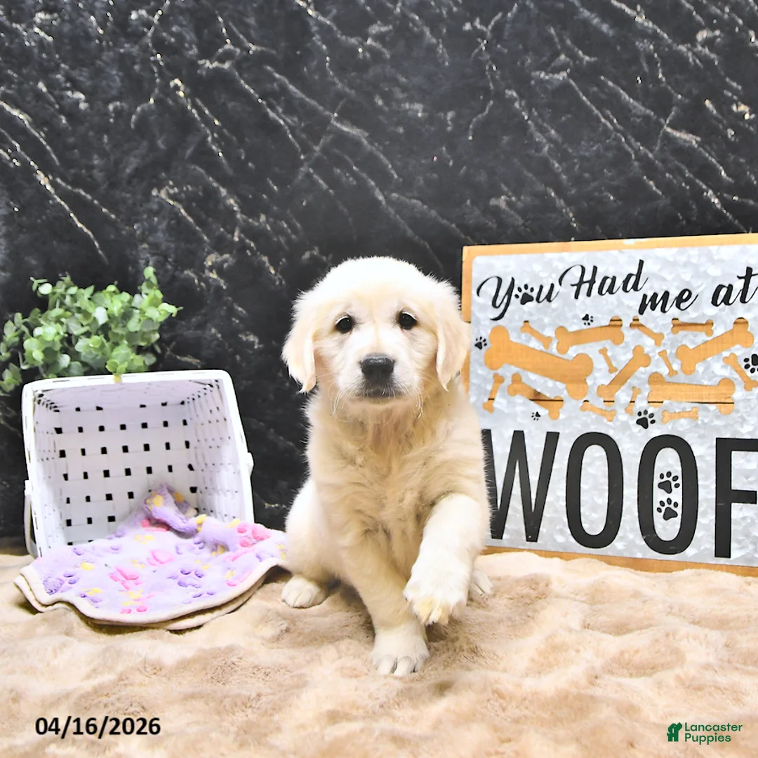 Golden Retriever dogs for sale: Missy - Ad 2