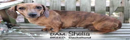 Dachshund dogs for sale: Stevie - Ad 6