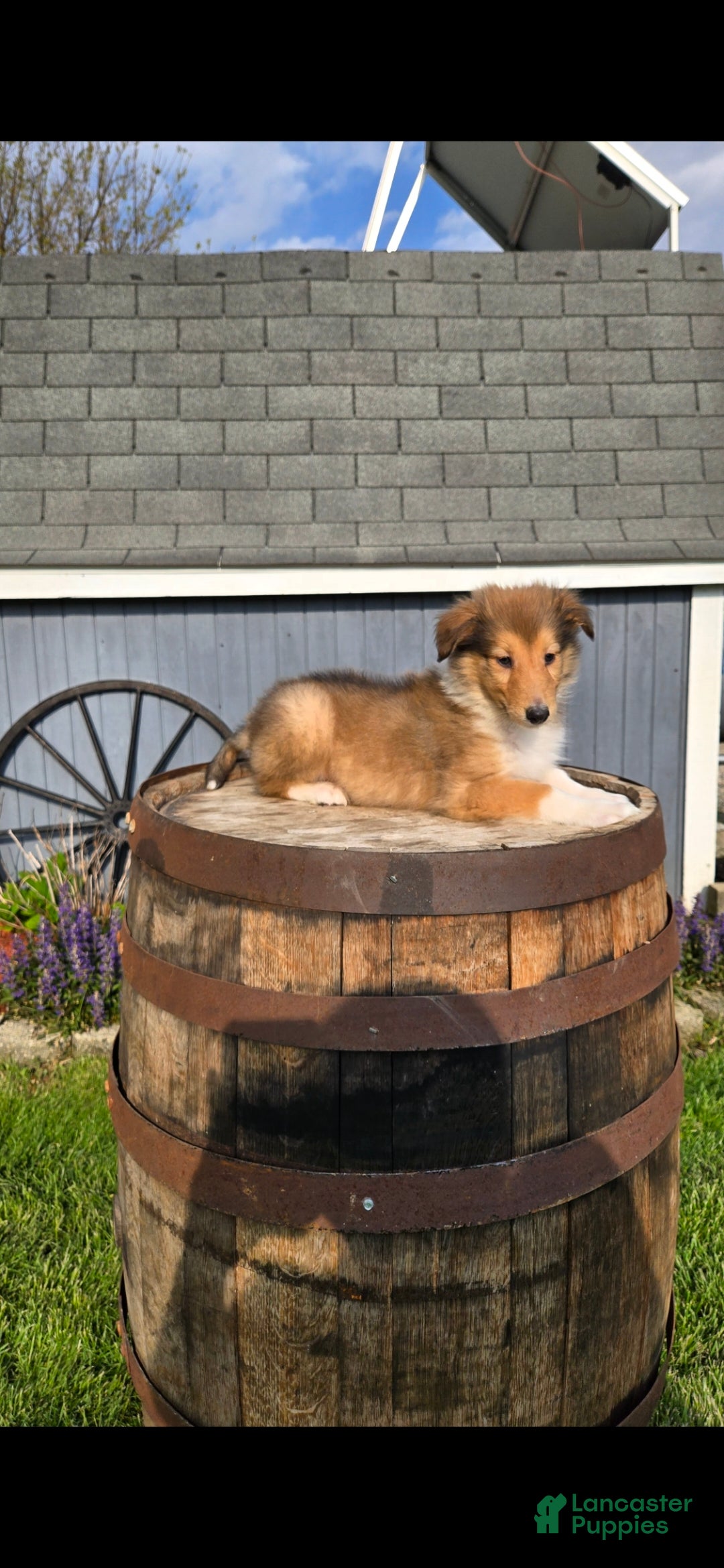Collie dogs Collie Puppy 5 - Ad 2