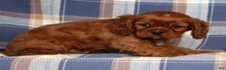 Cavalier King Charles Spaniel dogs for sale: Chief - Ad 4