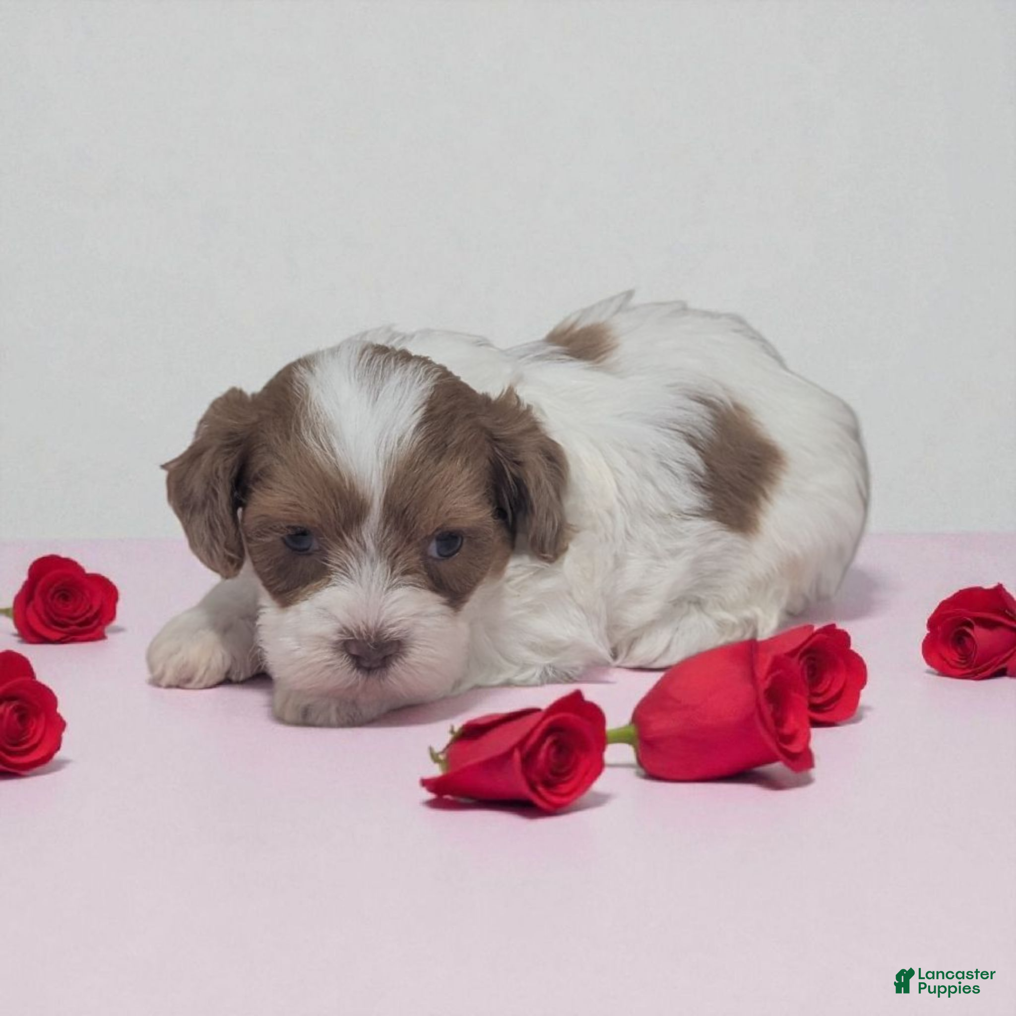 Shihpoo dogs Bella - Ad 25