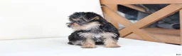 Yorkshire Terrier dogs for sale: Rosie - Ad 4
