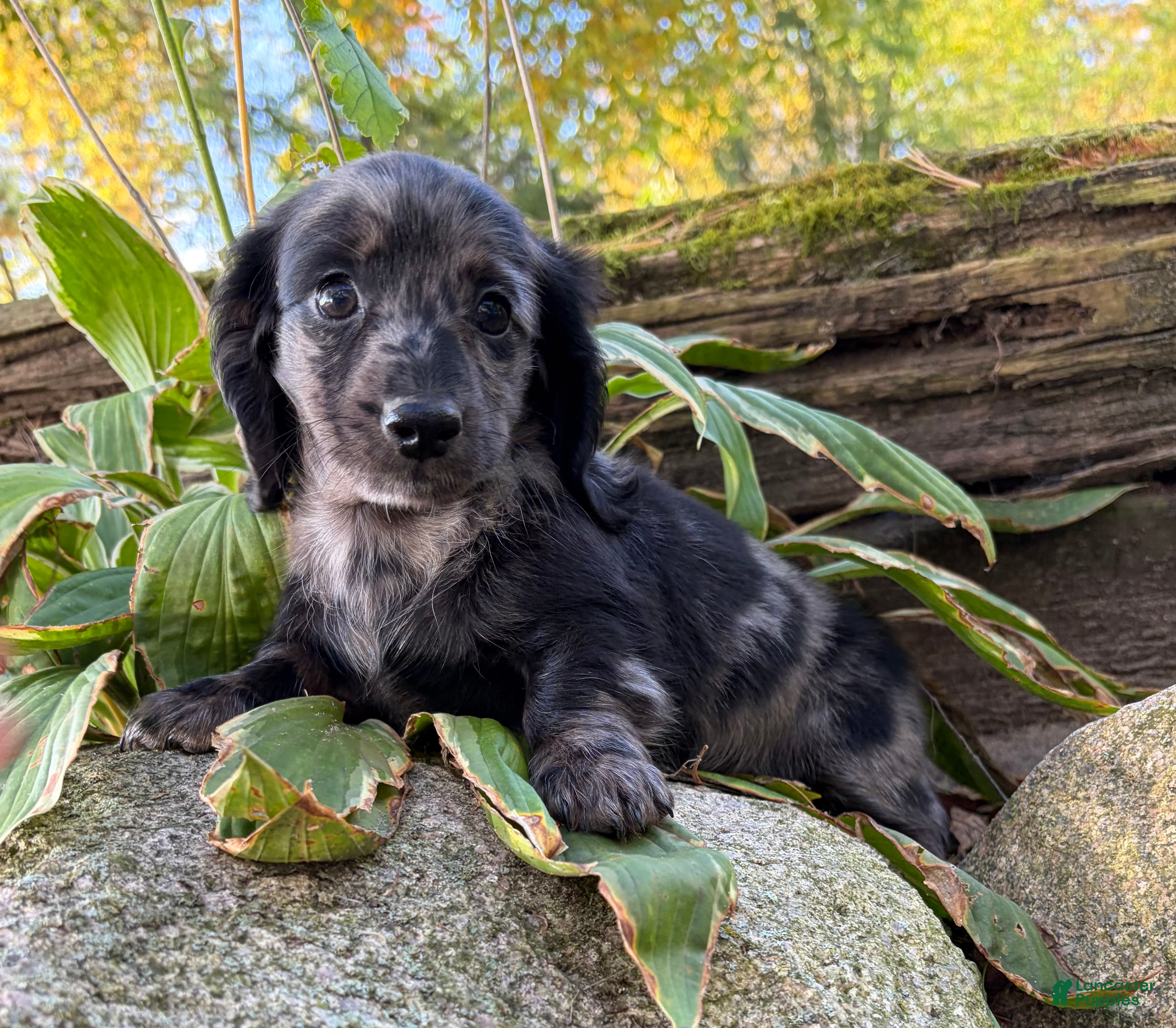 Dachshund dogs Truffles - Ad 2