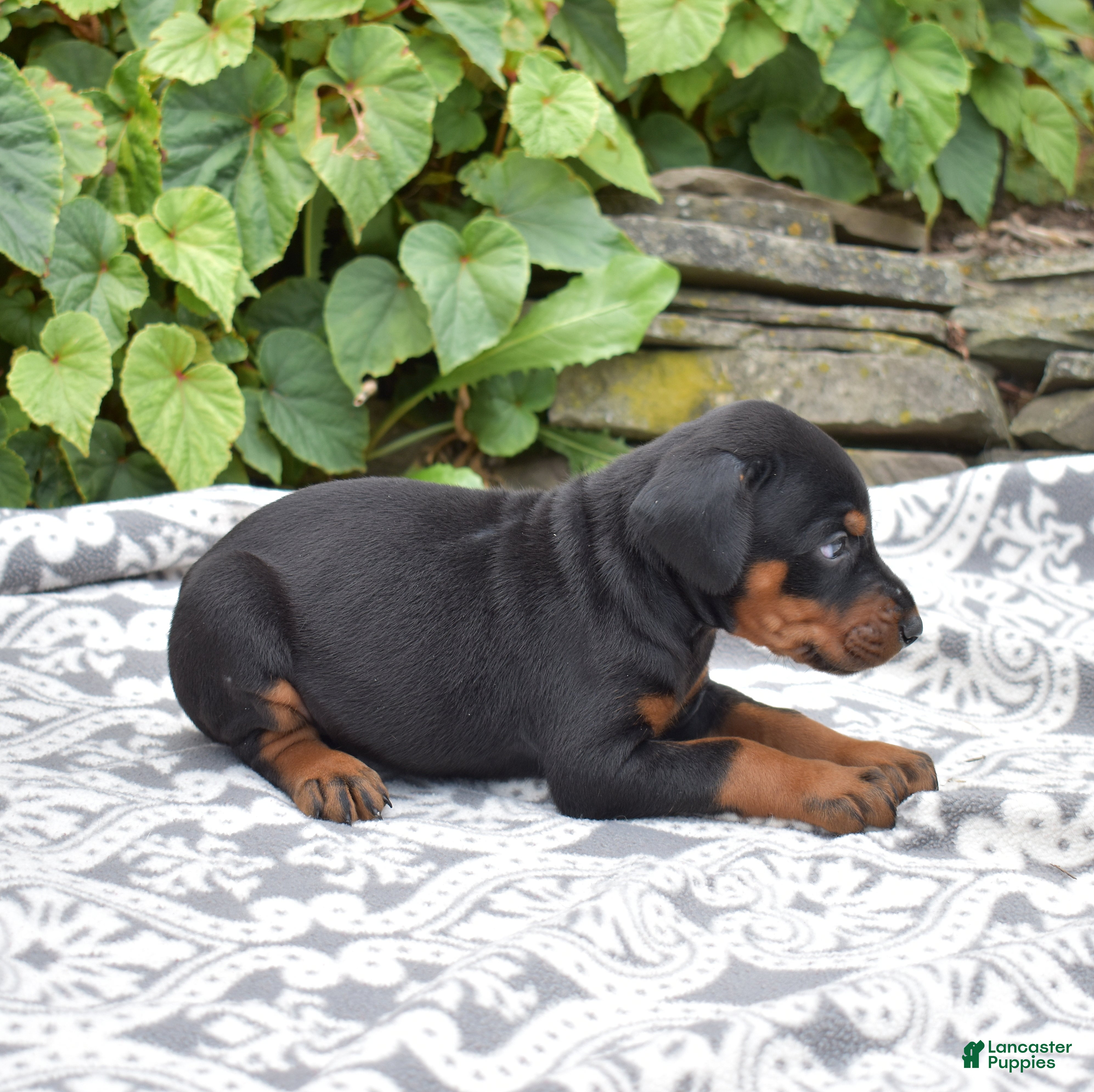 Doberman Pinscher dogs Summit - Ad 2