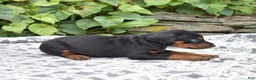 Doberman Pinscher dogs for sale: Summit - Ad 2