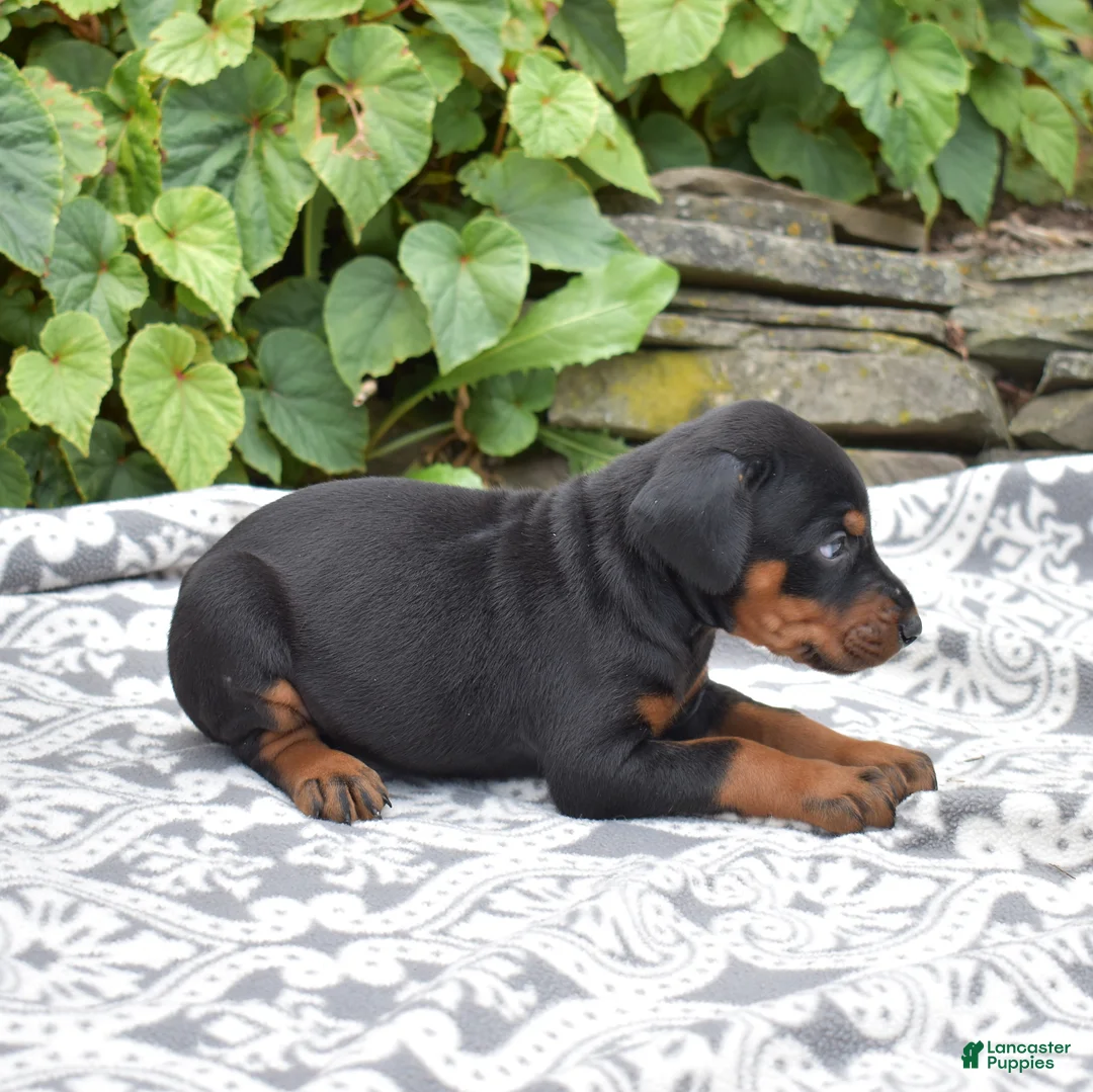 Doberman Pinscher dogs for sale: Summit - Ad 2