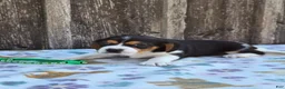 Beaglier dogs for sale: Chase - Ad 5