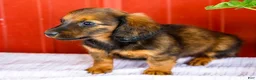 Miniature Dachshund dogs for sale: Bryce - Ad 6