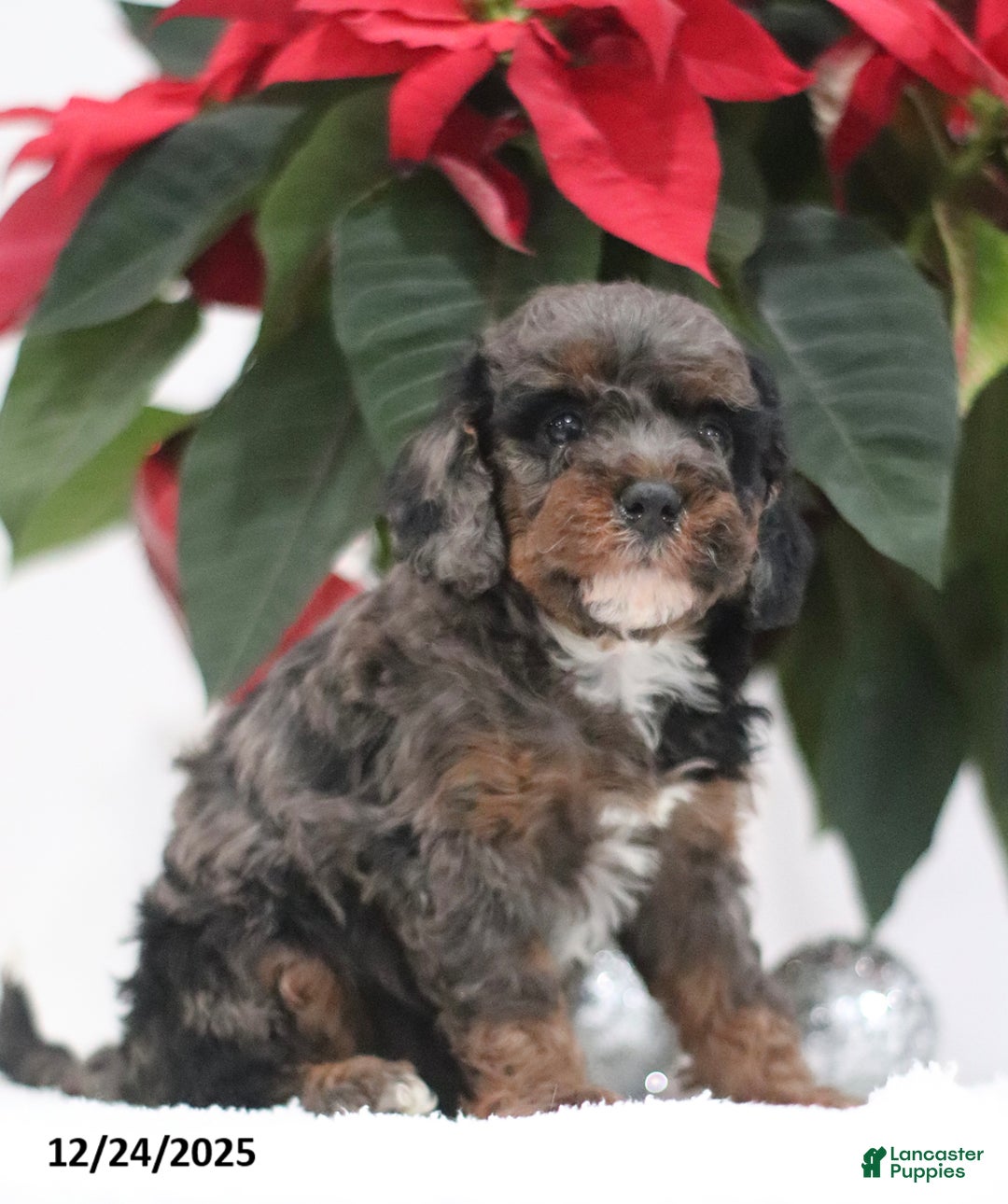 Cavapoo dogs for sale: Abby - Ad 4