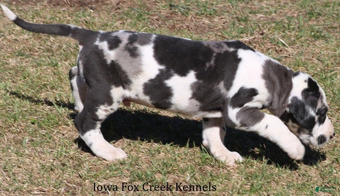 Great Dane dogs Harley - Ad 2