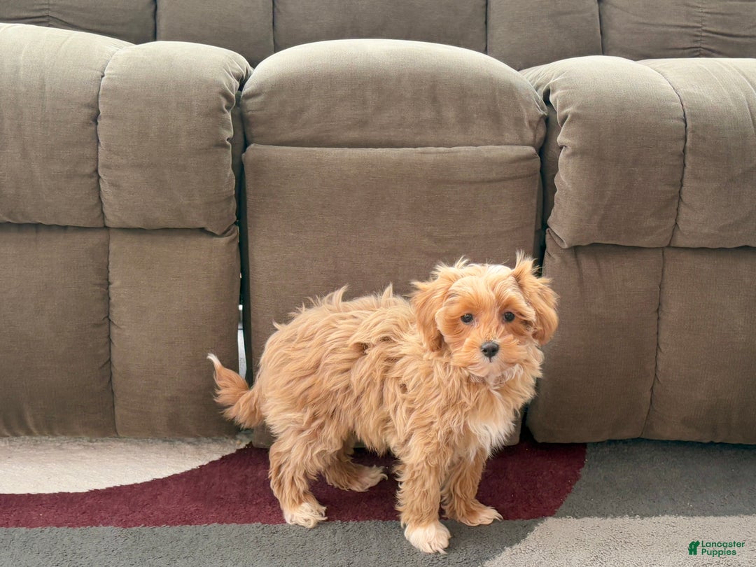 Maltipoo dogs for sale: Maltipoo Puppy 4 male  - Ad 6