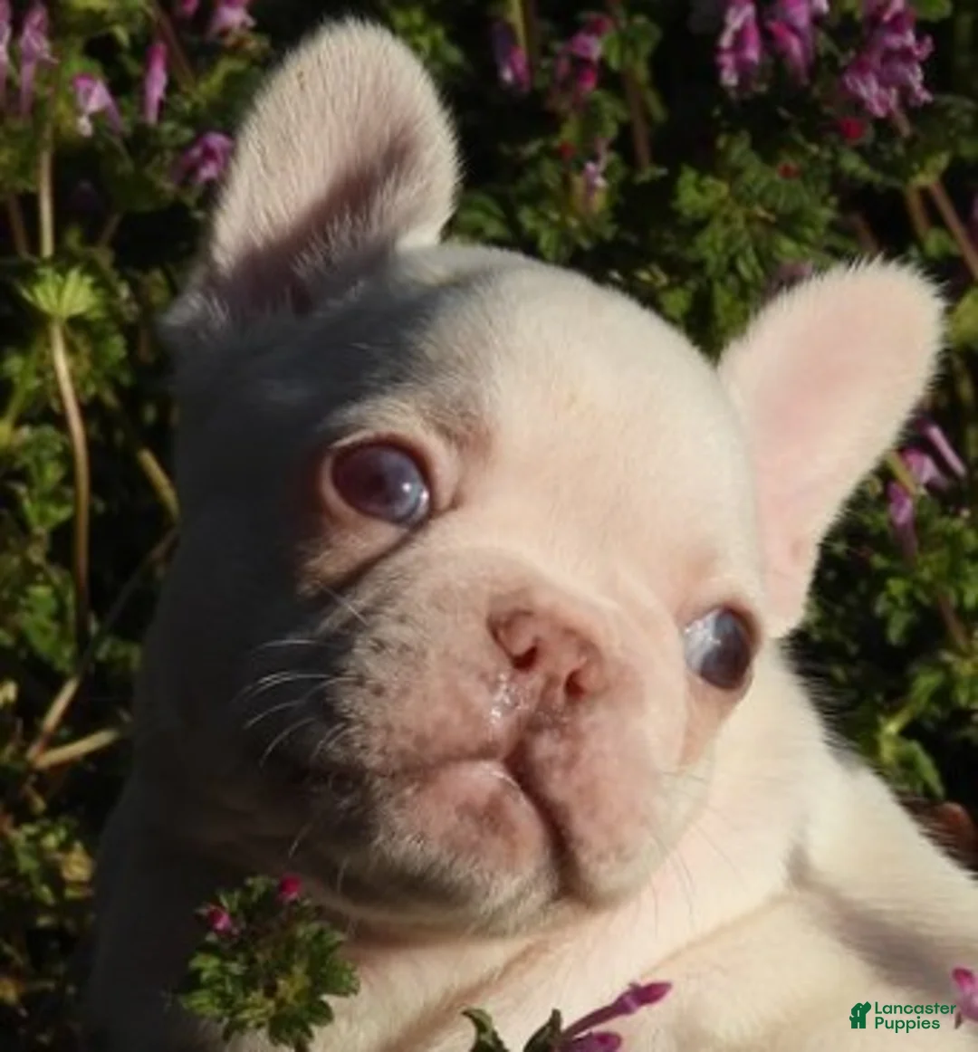French Bulldog dogs for sale: French Bulldog Puppies near me - Ad 2