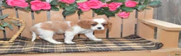 Cavalier King Charles Spaniel dogs for sale: Dakota - Ad 7