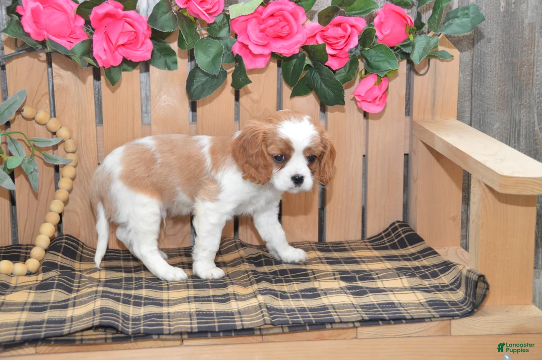 Cavalier King Charles Spaniel dogs for sale: Dakota - Ad 7