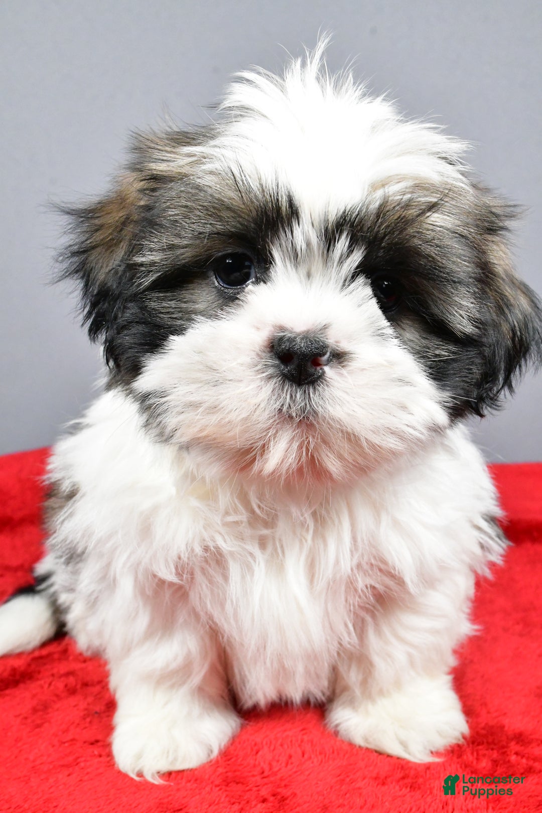 Shih Tzu dogs for sale: Max - Ad 6