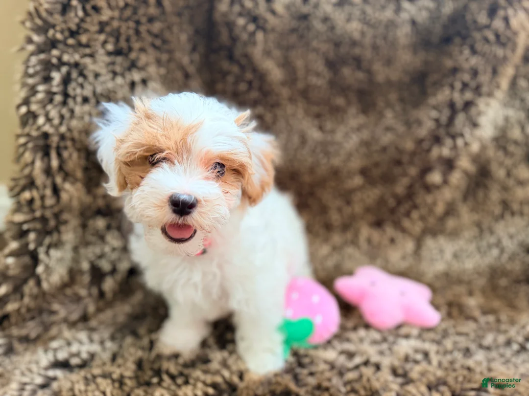 Maltipoo dogs for sale: Pink - Ad 2