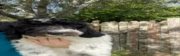 Miniature Poodle dogs for sale: Little Debbie - Ad 6