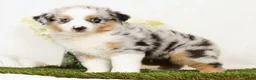 Miniature Australian Shepherd dogs for sale: Patrick - Ad 4