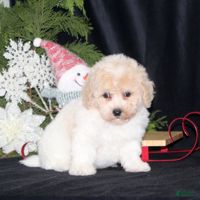 Bichpoo dogs Nicholas - Ad 25