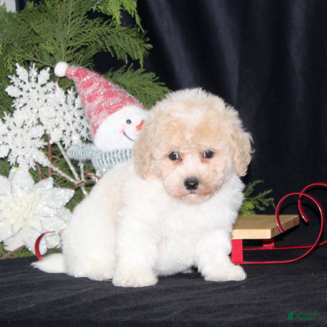 Bichpoo dogs for sale: Nicholas - Ad 1