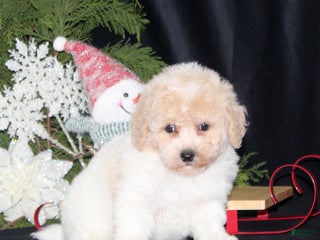 Bichpoo dogs Nicholas - Ad 25