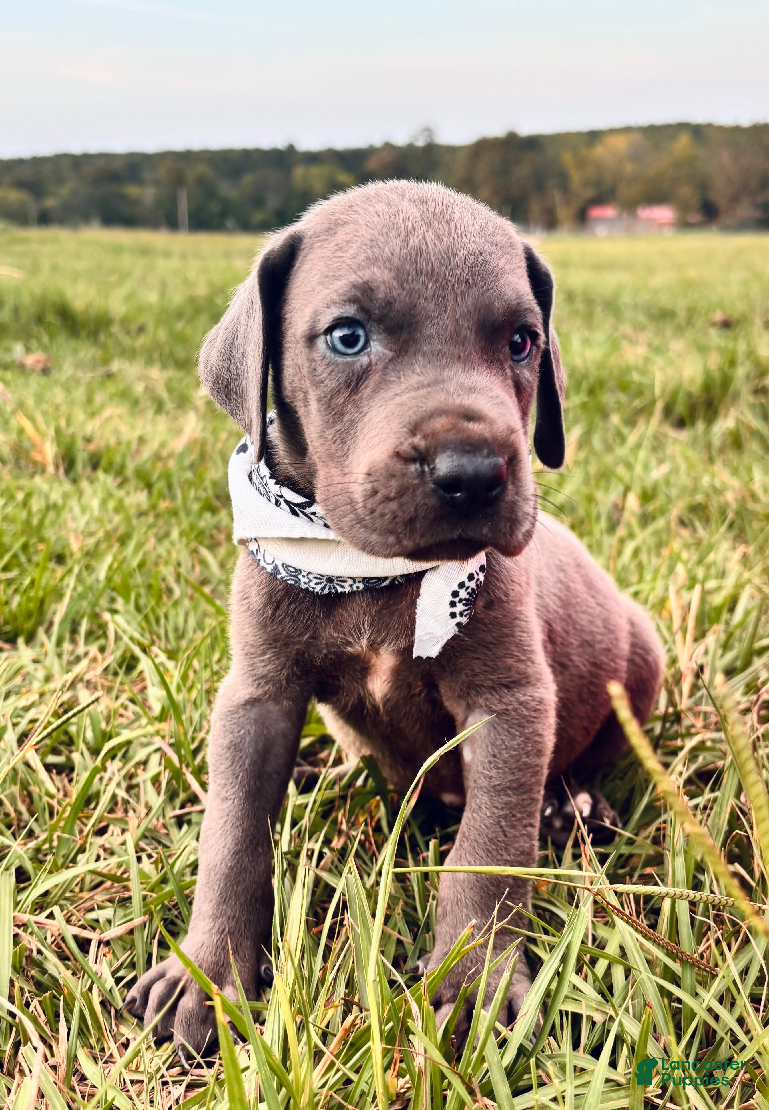 Great Dane dogs Euro Sterling  - Ad 1