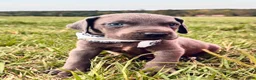 Great Dane dogs for sale: Euro Sterling  - Ad 1