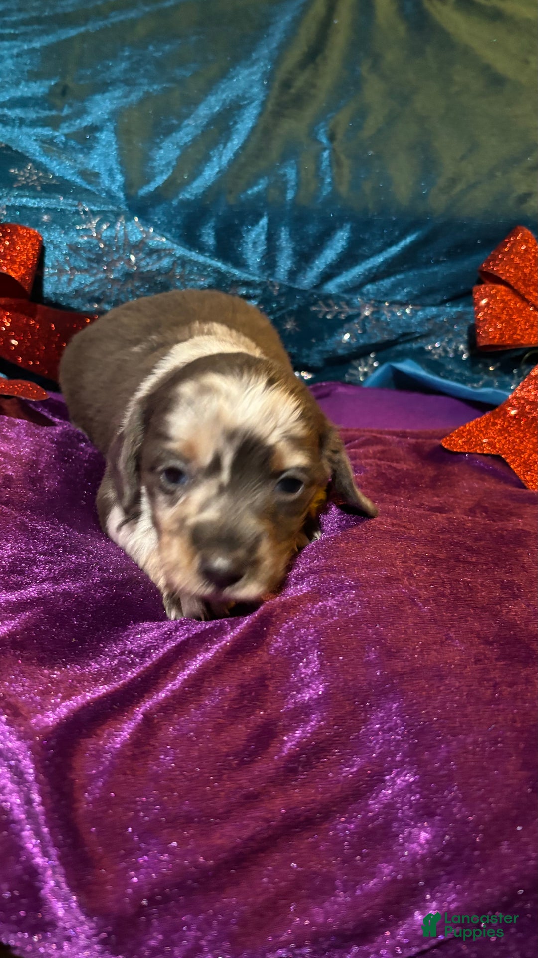 Miniature Dachshund dogs for sale: Miniature Dachshund Puppy 2 - Ad 4