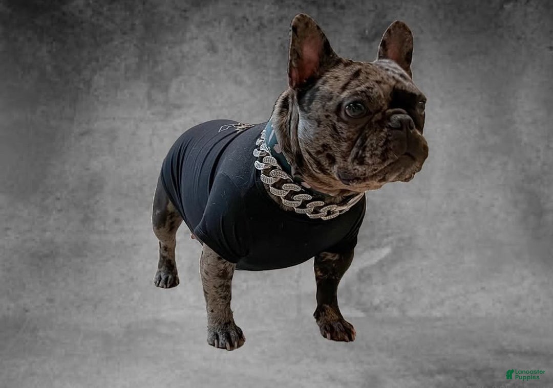 Frenchton dogs for sale: Frenchton Puppy 1 - Ad 3