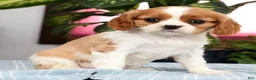 Cavalier King Charles Spaniel dogs for sale: Paige - Ad 5