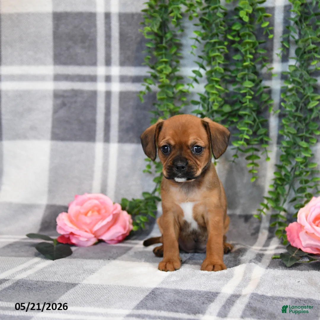 Mixed Breed dogs for sale: Gracie - Ad 5