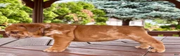 English Bulldog dogs for sale: English Bulldog 3 - Ad 3