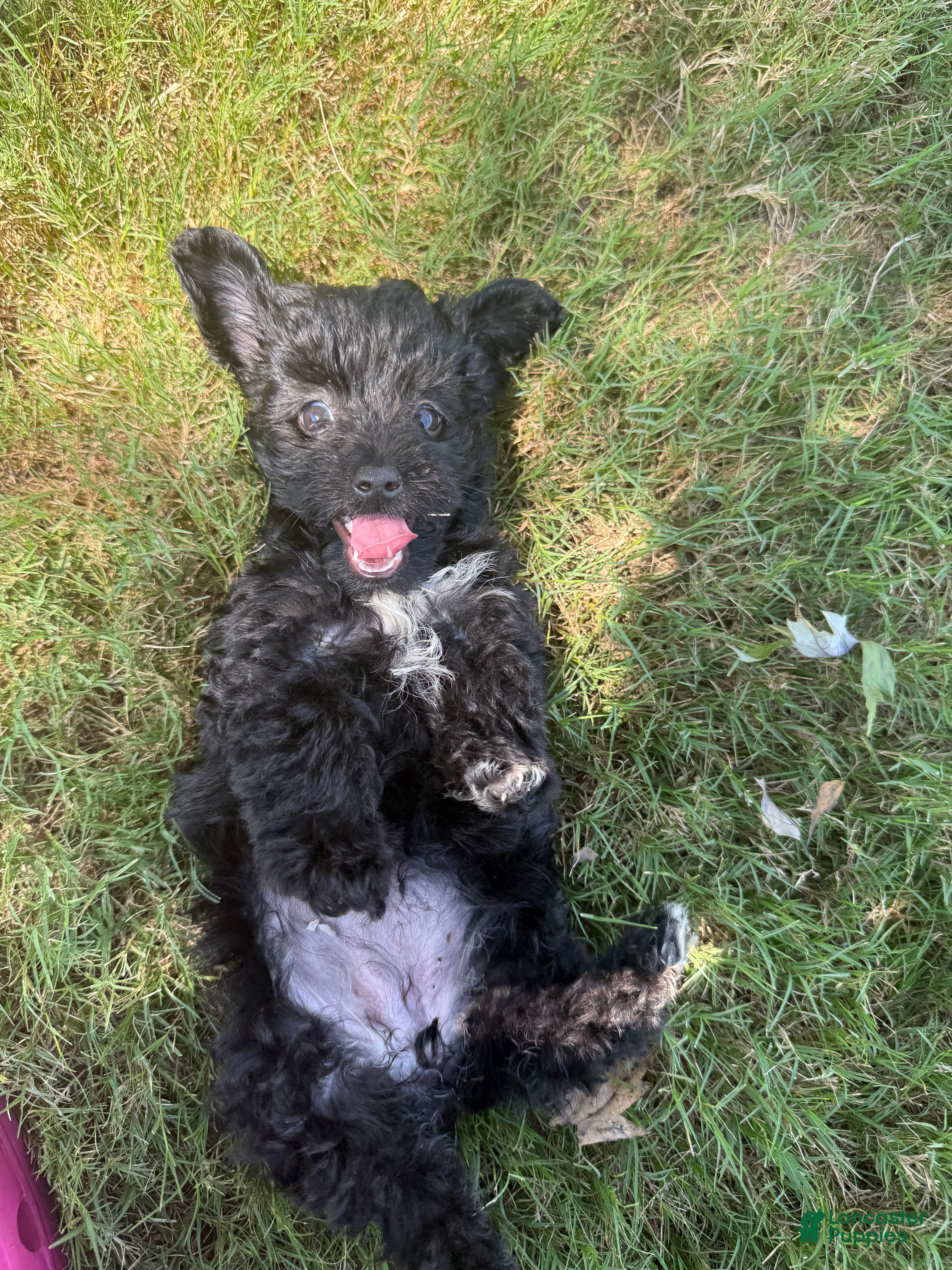 Mixed Breed dogs Mixed Breed 1 - Ad 18