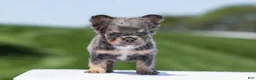 French Bulldog dogs for sale: Jason - Ad 1