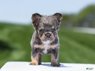 French Bulldog dogs for sale: Jason - Ad 1