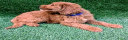 Mini Goldendoodle dogs for sale: Patches - Ad 5
