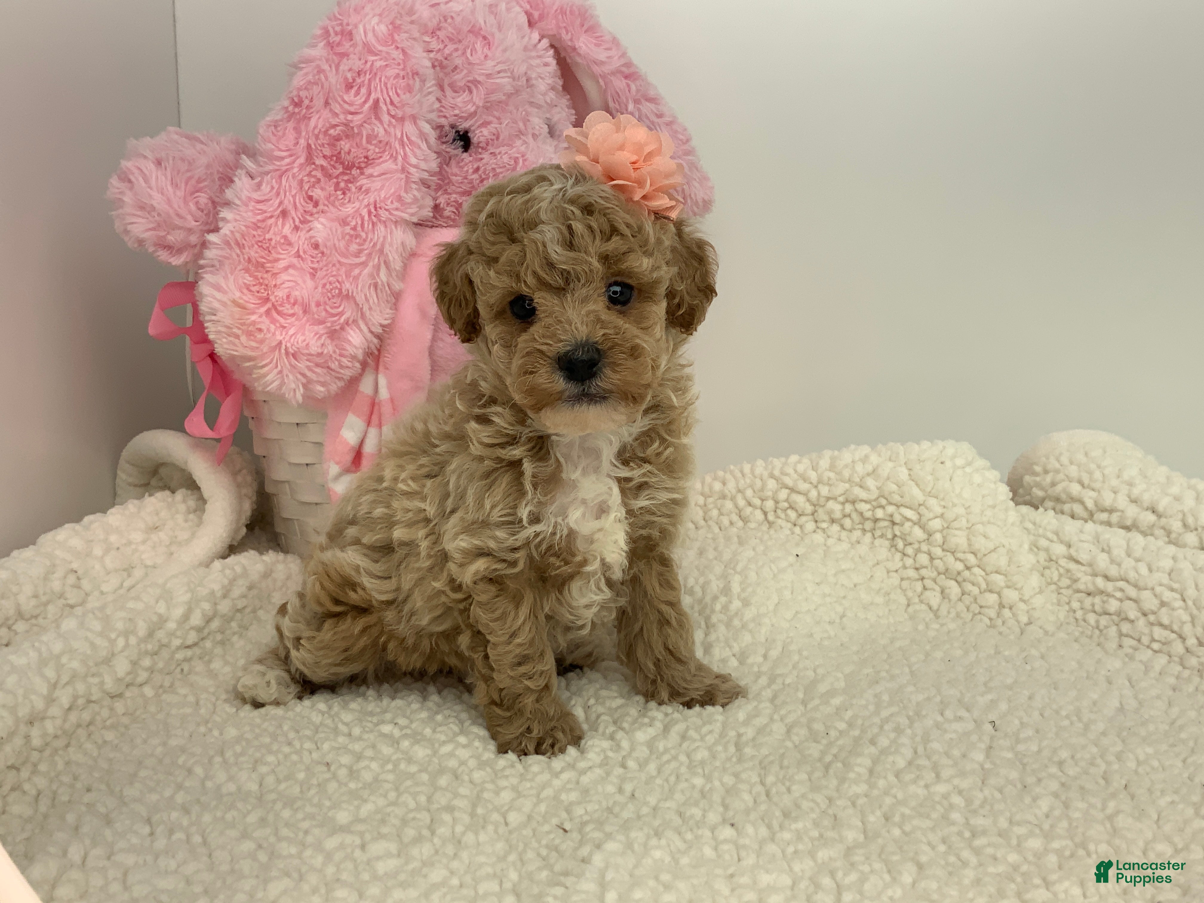 Toy Poodle dogs for sale: Joyce - Ad 1