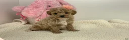 Toy Poodle dogs for sale: Joyce - Ad 1