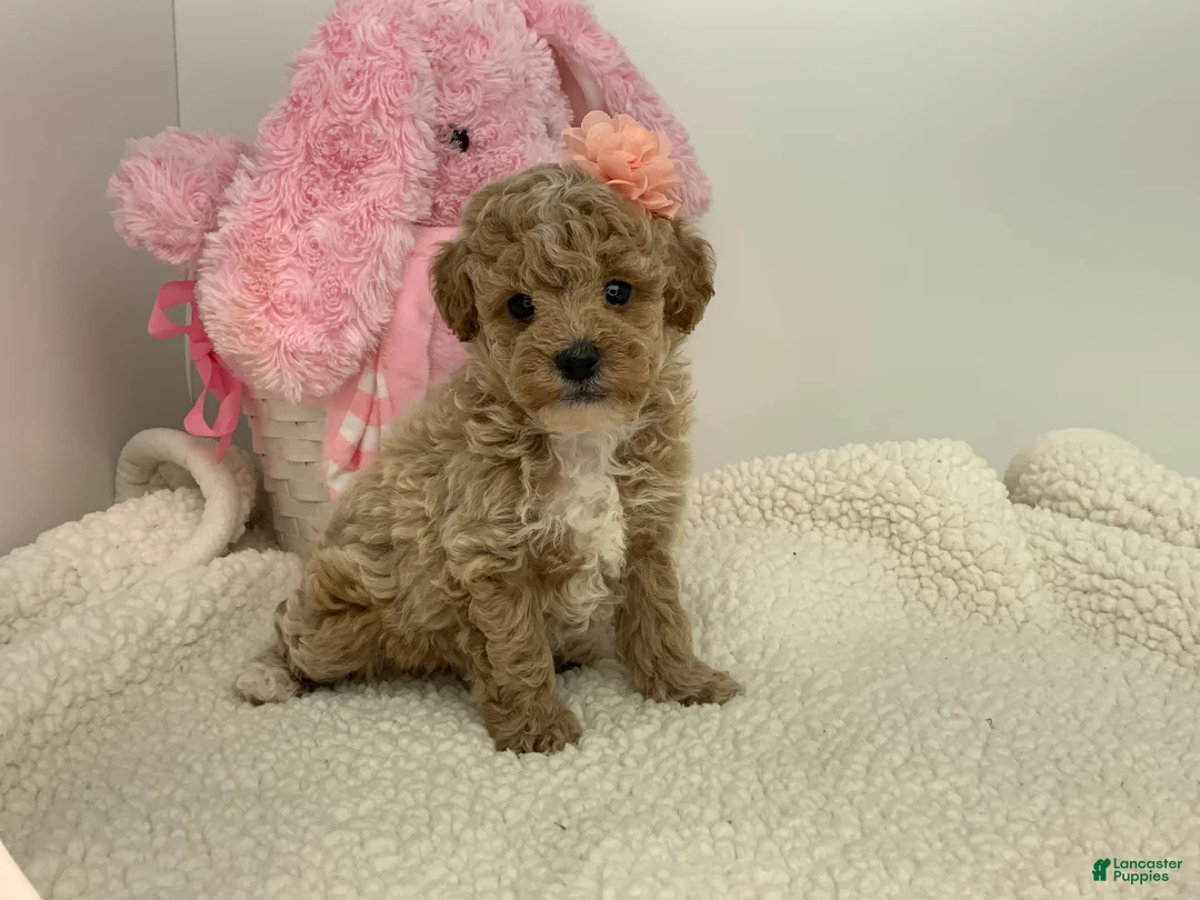 Toy Poodle dogs for sale: Joyce - Ad 1